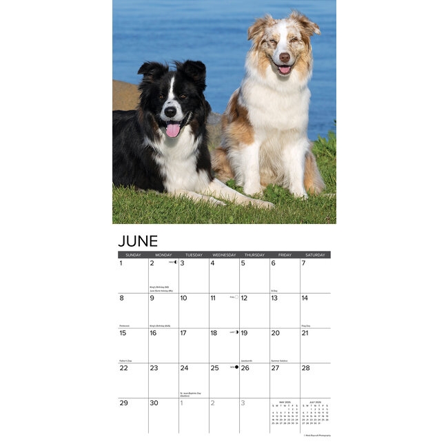 2025 Australian Shepherd Calendar Annice Rozanne
