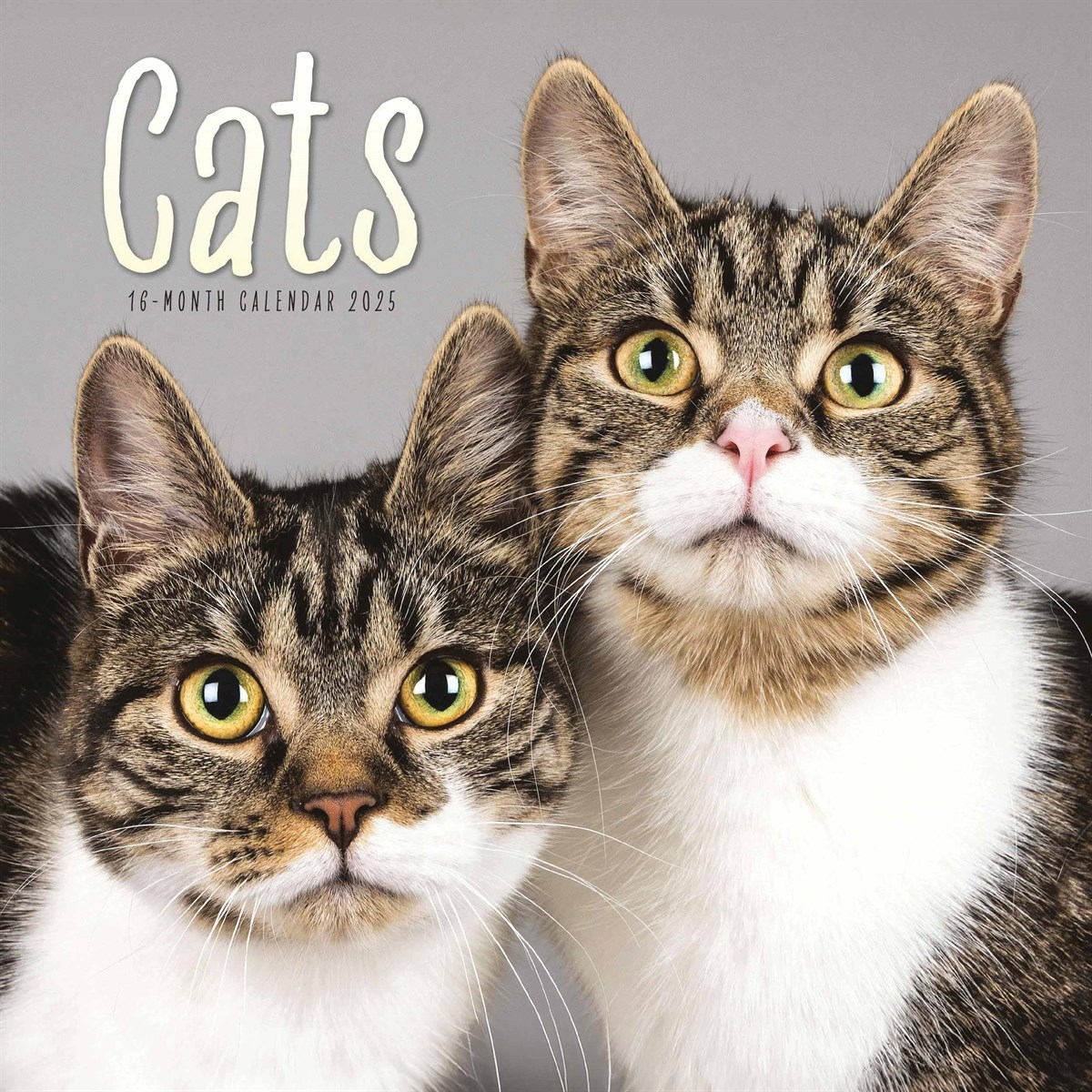 2025 Cat Calender Enid Corinne