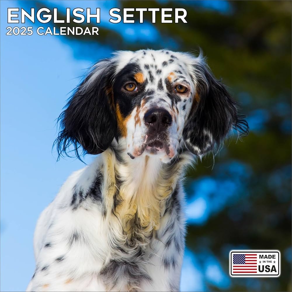 2025 English Setter Calendar Dog Breed Wall Calendar 12 X 24 Open Thick No Bleed Paper 14 Month Planner Calendar Organizing Planning MegaCalendars 0655255379762 Amazon Books