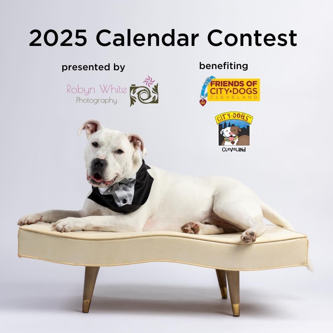 Cat Calendar Contest 2025 Winners