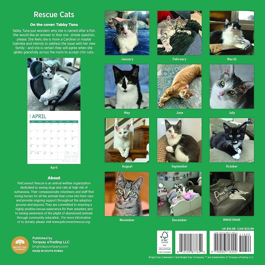 Amazon 2025 Rescue Cats Monthly Wall Calendar By Bright Day 12 X 12 Inch Office Products