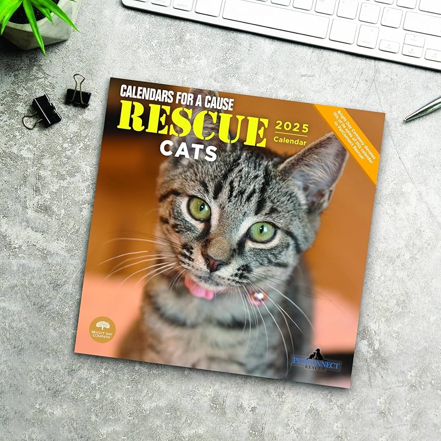 Amazon 2025 Rescue Cats Monthly Wall Calendar By Bright Day 12 X 12 Inch Office Products
