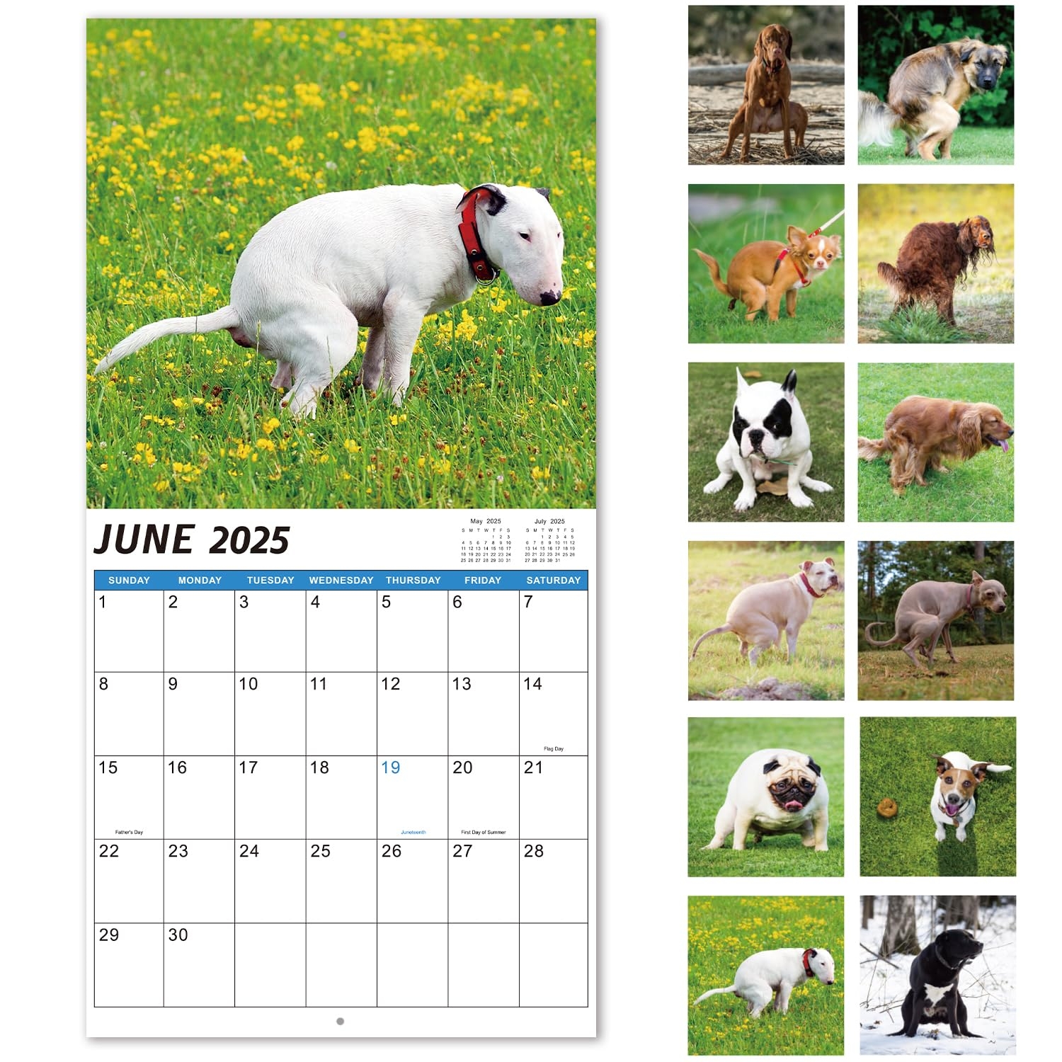 Amazon 2025 Wall Calendar 2025 Calendar Jan 2025 Dec 2025 12 Monthly Pooping Dogs Calendar 2025 Funny Gag Gifts Dog Calendar 11 8 X 23 6 Open 11 8 X 11 8 Closed Perfect White Elephant Gifts Office Products