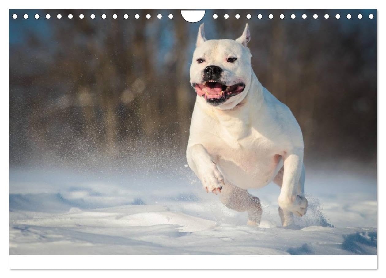 American Bulldog Alles Andere Ist Nur Ein Hund Wall Calendar 2025 DIN A4 Landscape CALVENDO Monthly Calendar Denise Schm hl Amazon de Stationery Office Supplies