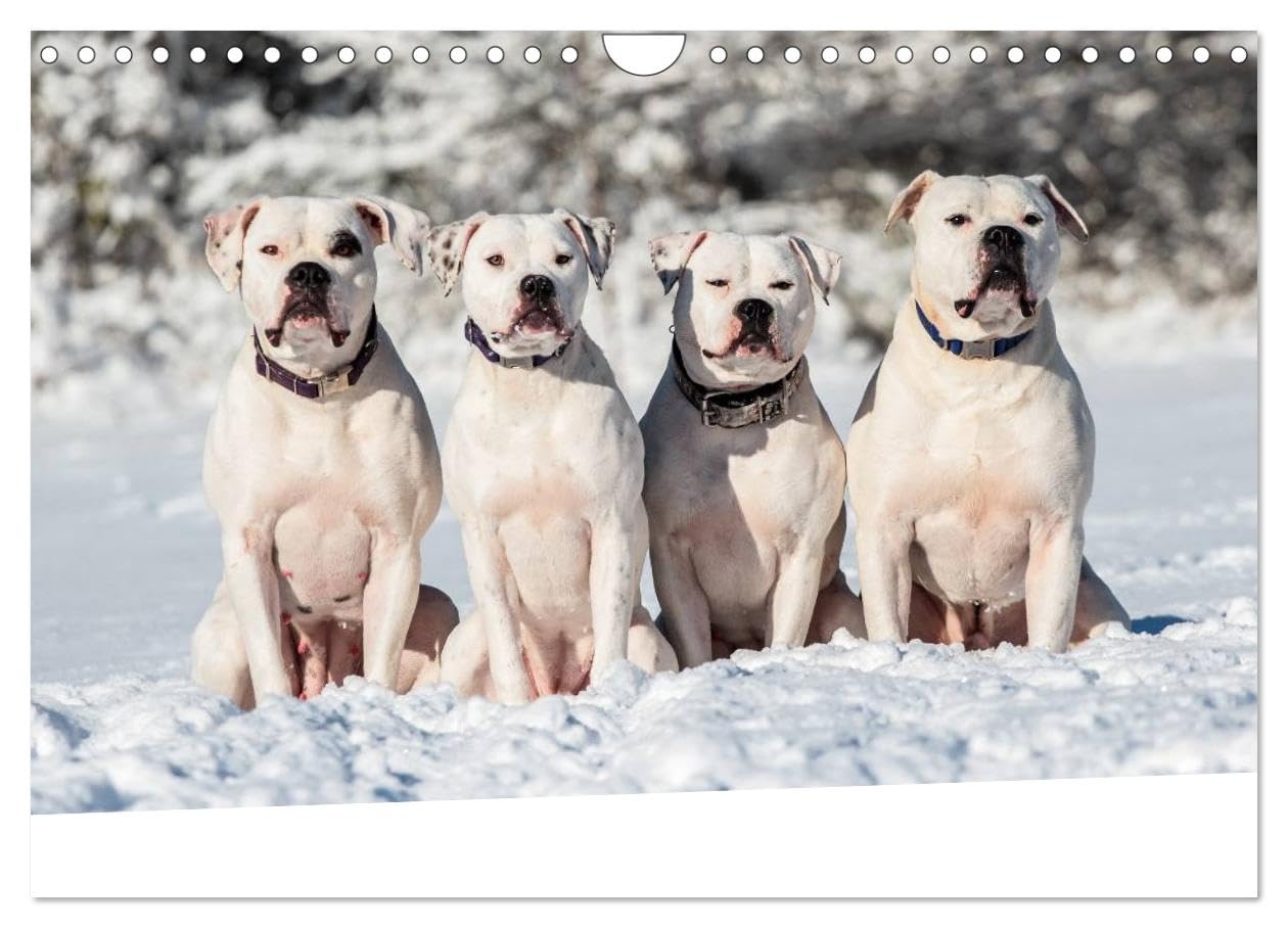 American Bulldog Alles Andere Ist Nur Ein Hund Wall Calendar 2025 DIN A4 Landscape CALVENDO Monthly Calendar Denise Schm hl Amazon de Stationery Office Supplies