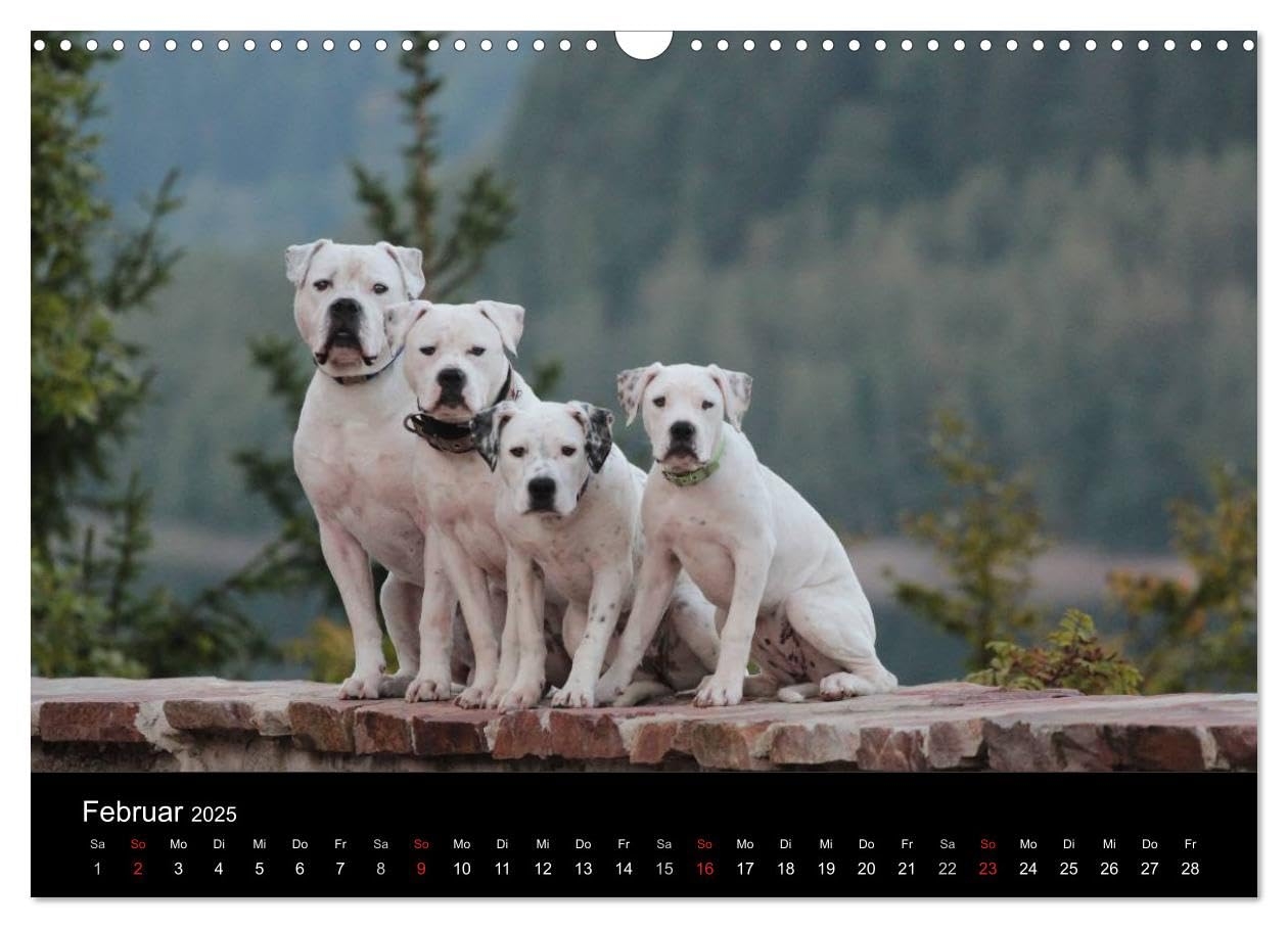 American Bulldog Proud Loyal Unique Wall Calendar 2025 DIN A3 Landscape CALVENDO Monthly Calendar Denise Schm hl Amazon de Stationery Office Supplies