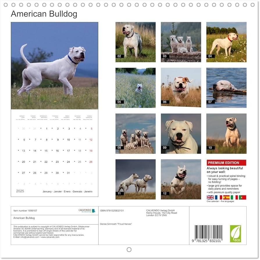 American Bulldog Wall Calendar 2025 12 12 Inch CALVENDO 12 Month Wall Calendar Proud Heroes Amazon de B cher