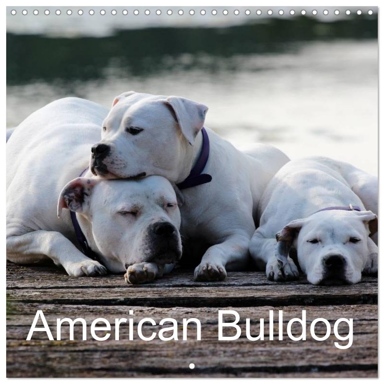 American Bulldog Wall Calendar 2025 12 12 Inch CALVENDO 12 Month Wall Calendar Proud Heroes Amazon de B cher
