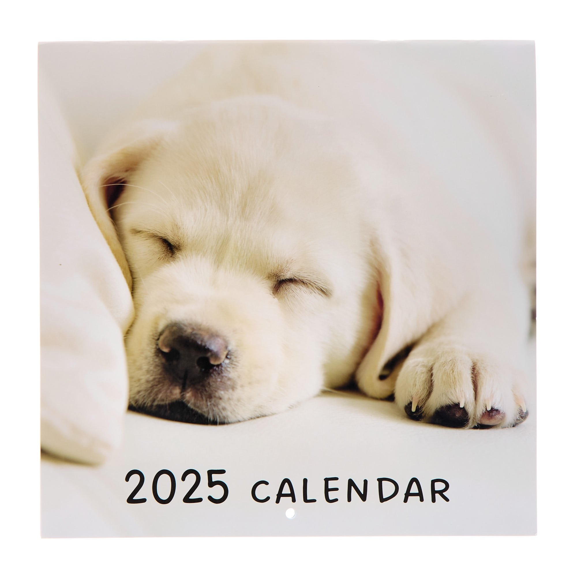 Buy Dogs 2025 Square Calendar For GBP 2 99 Card Factory UK