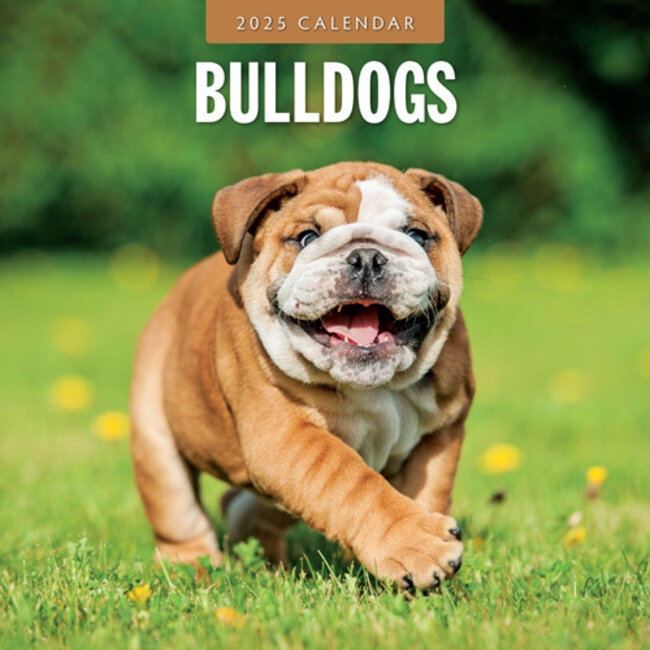 Buy English Bulldog Calendar 2025 Easily And Quickly Ordered Online
