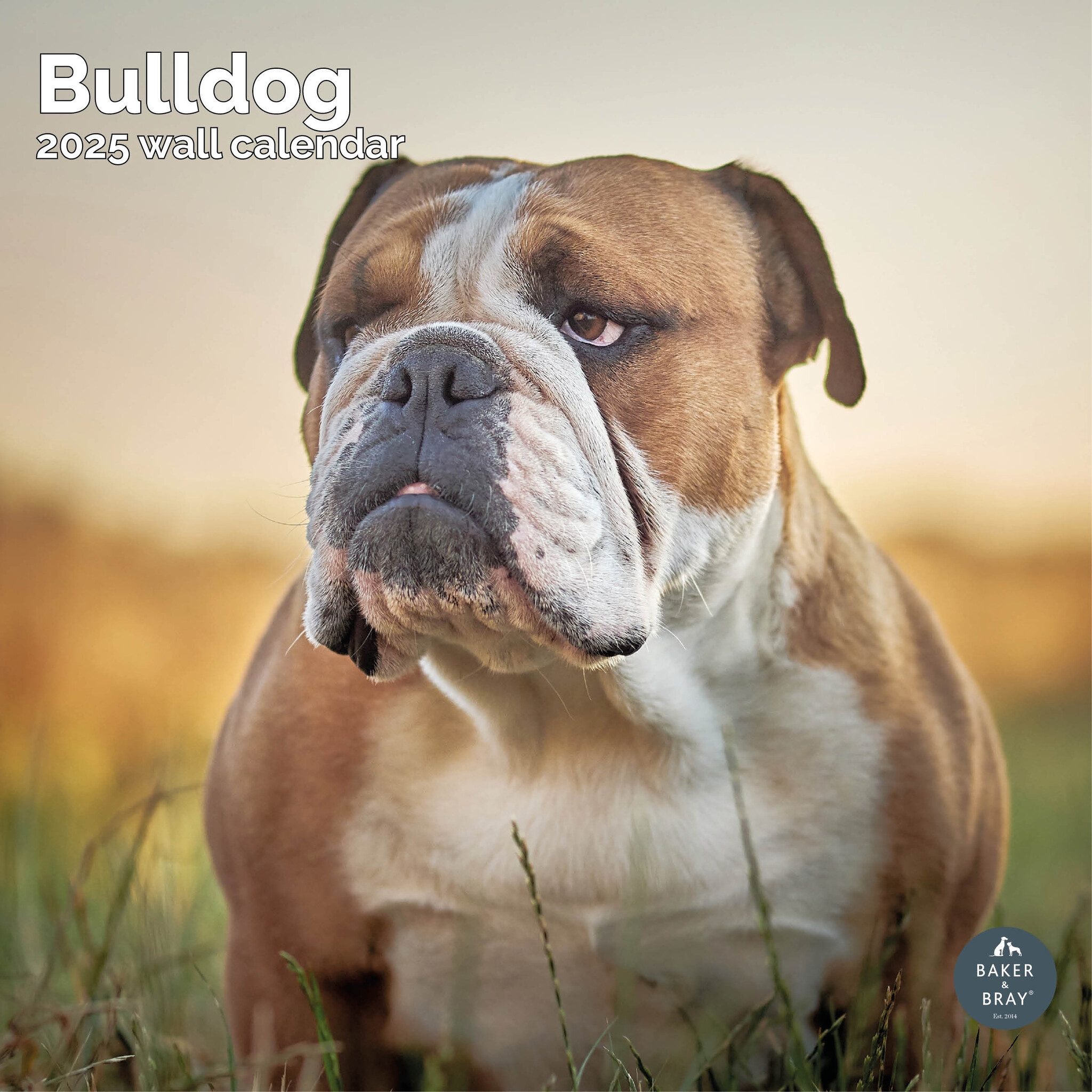 Buy English Bulldog Calendar 2025 Order Easily And Quickly Online 