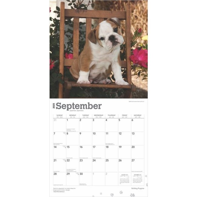 2025 English Bulldog Calendar