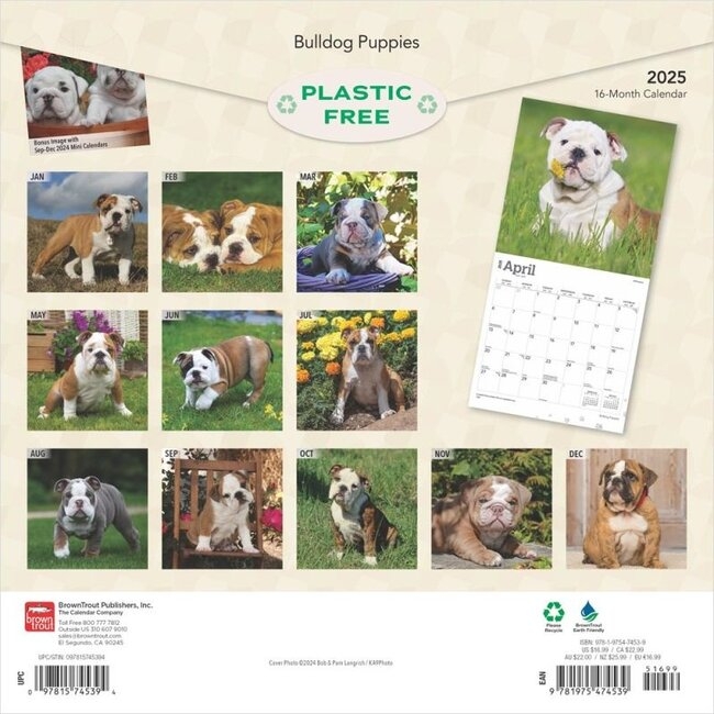 Buying English Bulldog Calendar Puppies 2025 Simply Online 