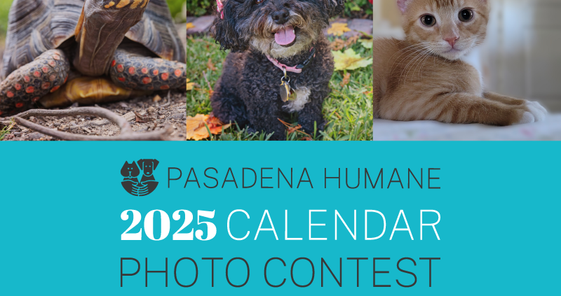Cat Calendar 2025 Contest Joni Roxane