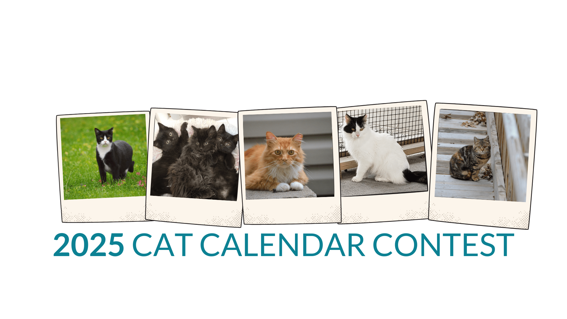 Cat Calendar 2025 Contest Joni Roxane