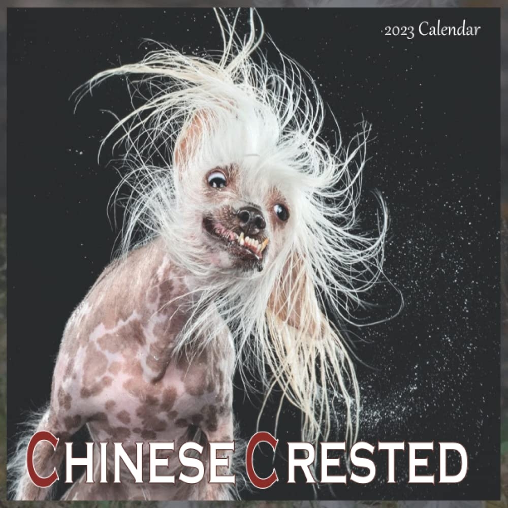 Chinese Crested Calendar 2023 Calendar 2023 2024 16 Month Perfect 