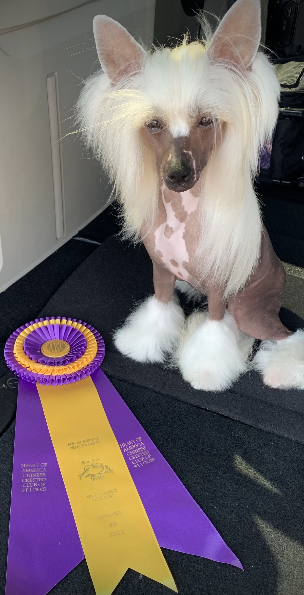 Chinese Crested Calendar 2025 Saba Roxine