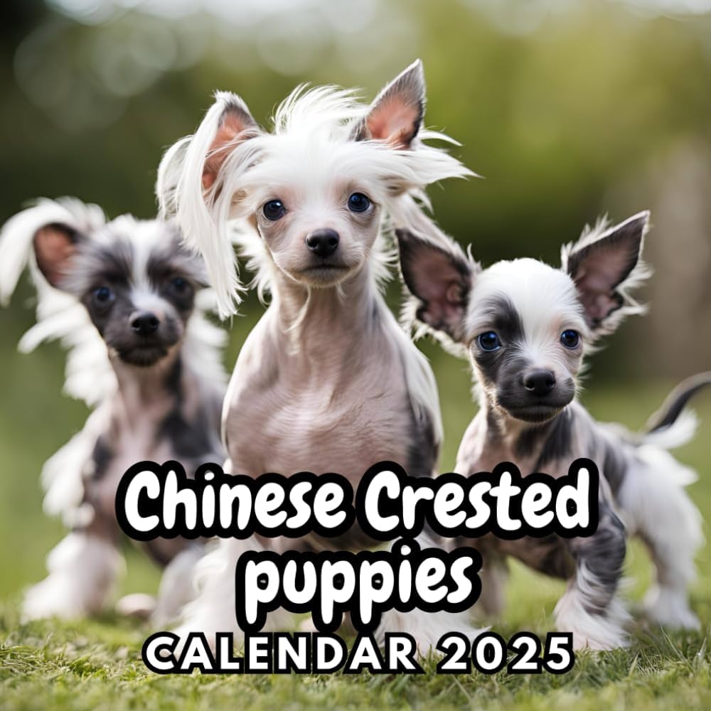 Chinese Crested Calendar 2025 Saba Roxine