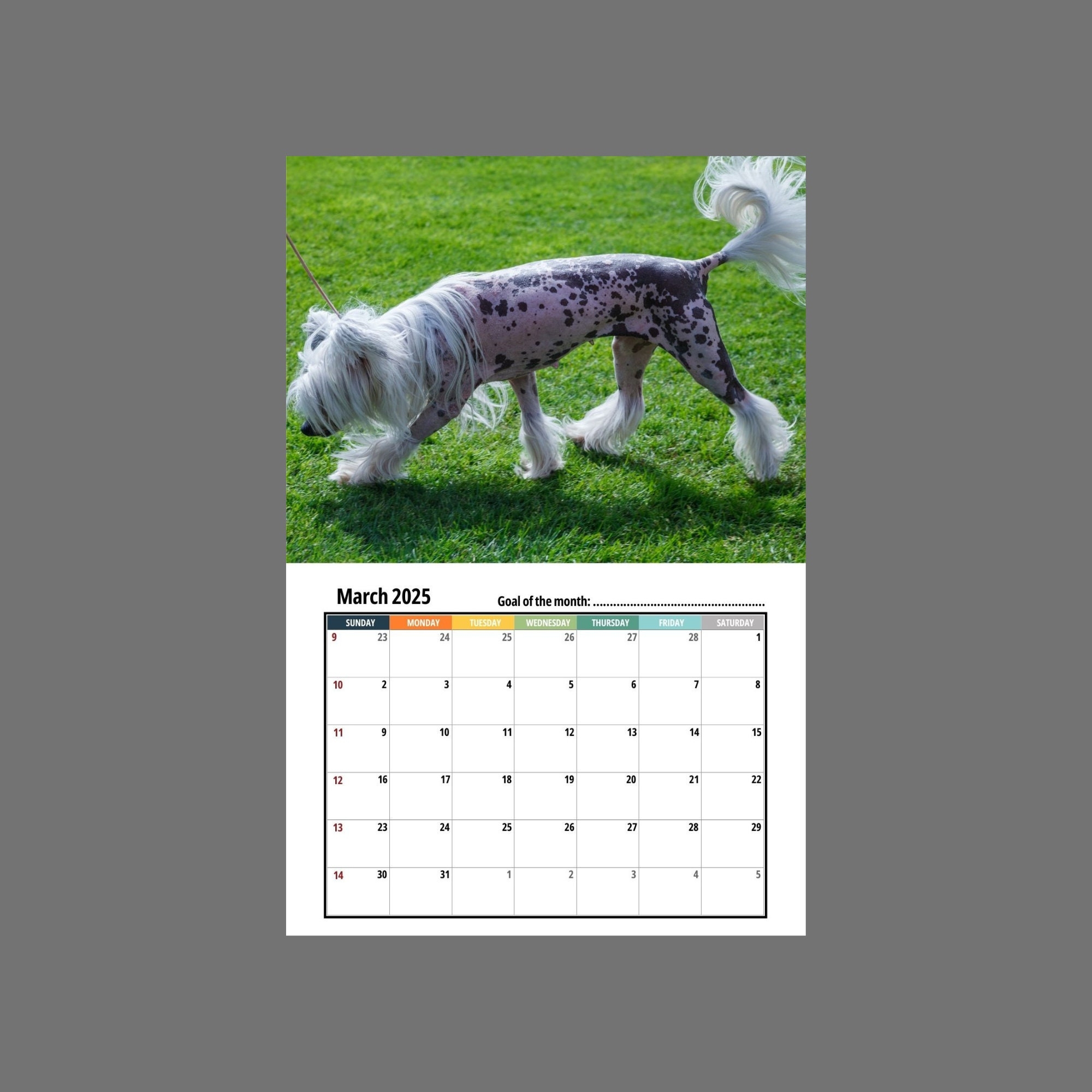 Chinese Crested Wall Calendar 2025 Etsy