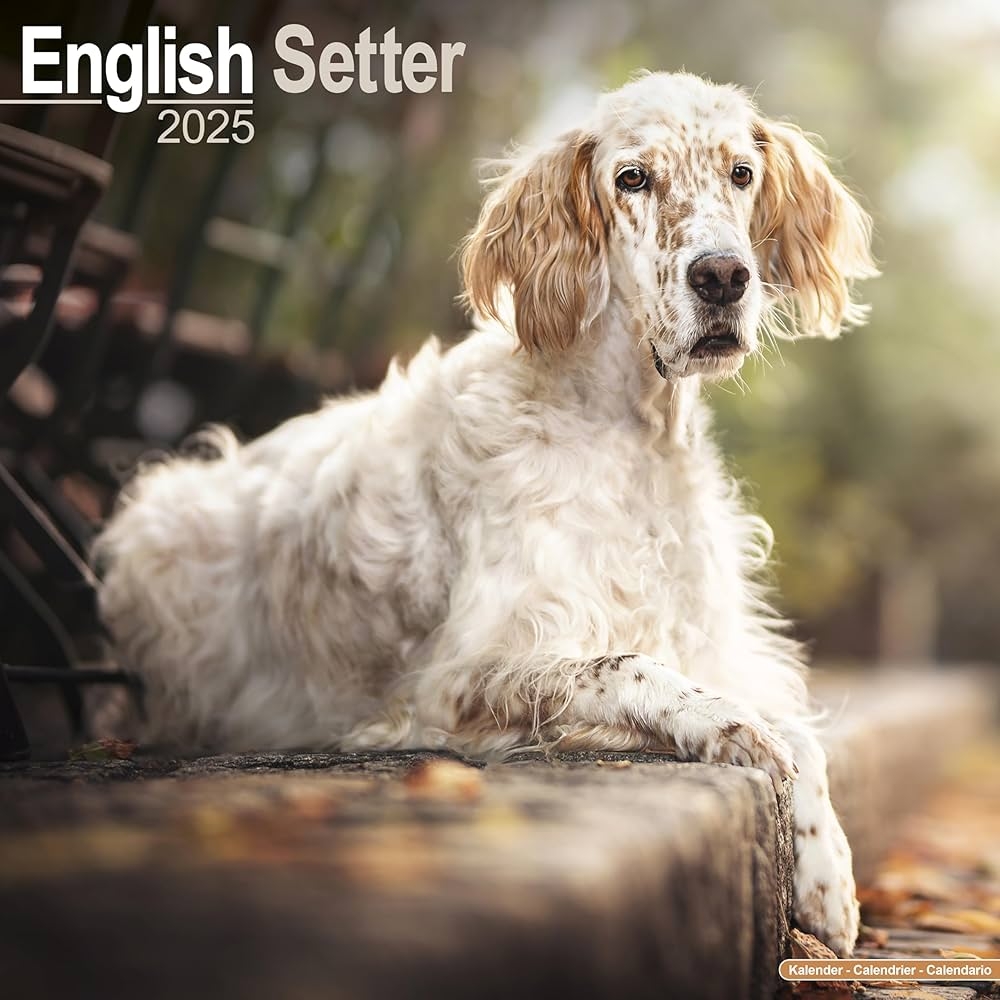 English Setter Calendar 2025 Square Dog Breed Wall Calendar 16 Month Avonside Publishing Ltd 9781804603413 Amazon Books