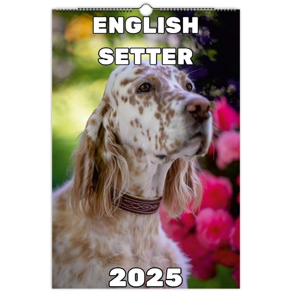 English Setter Calendar 2025