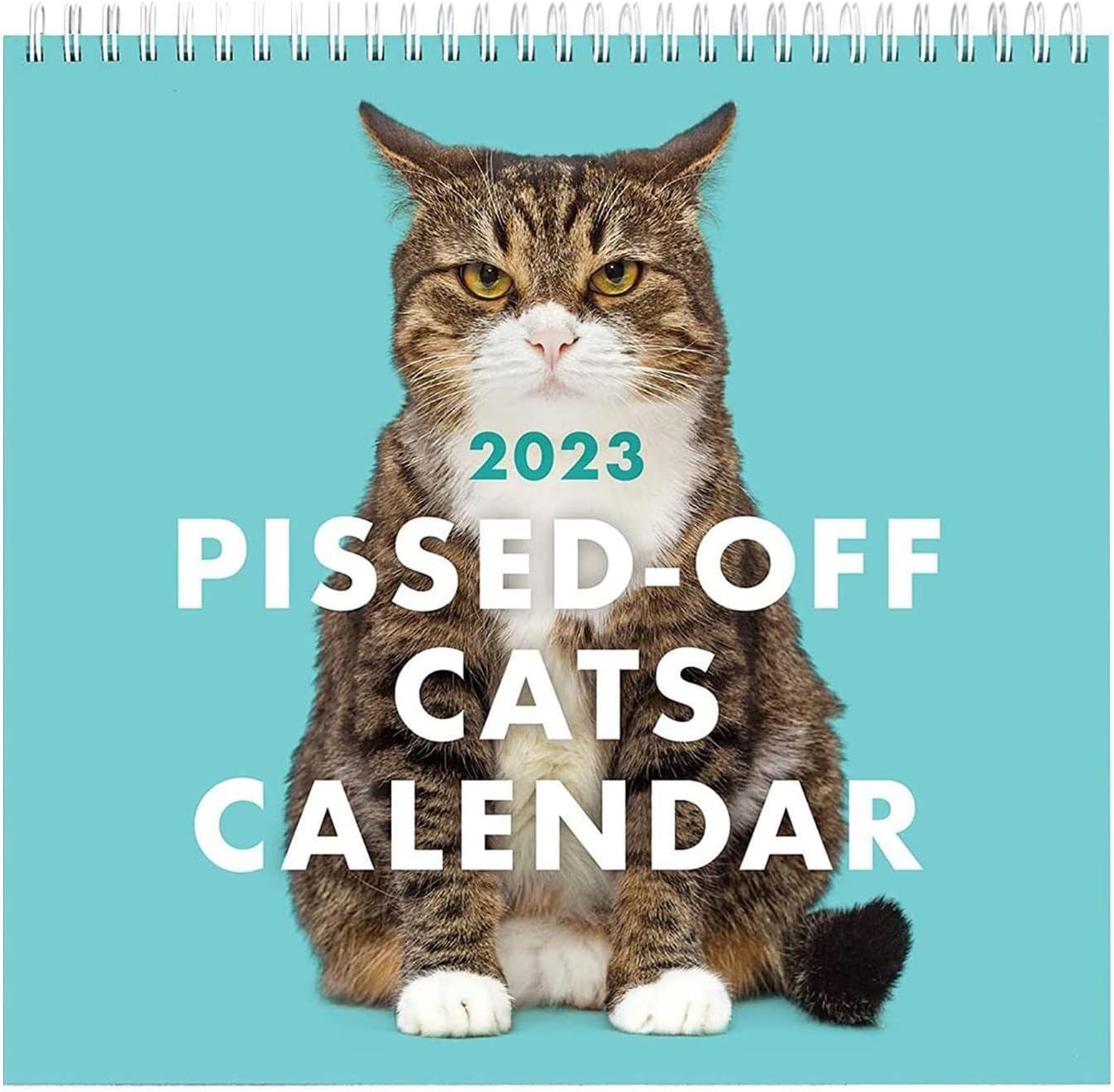 Funny Cat 2025 Calendar Karim Ivy