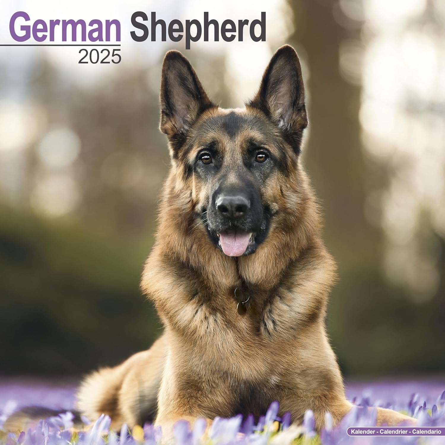 German Shepherd Calendar 2025 Square Dog Breed Wall Calendar 16 