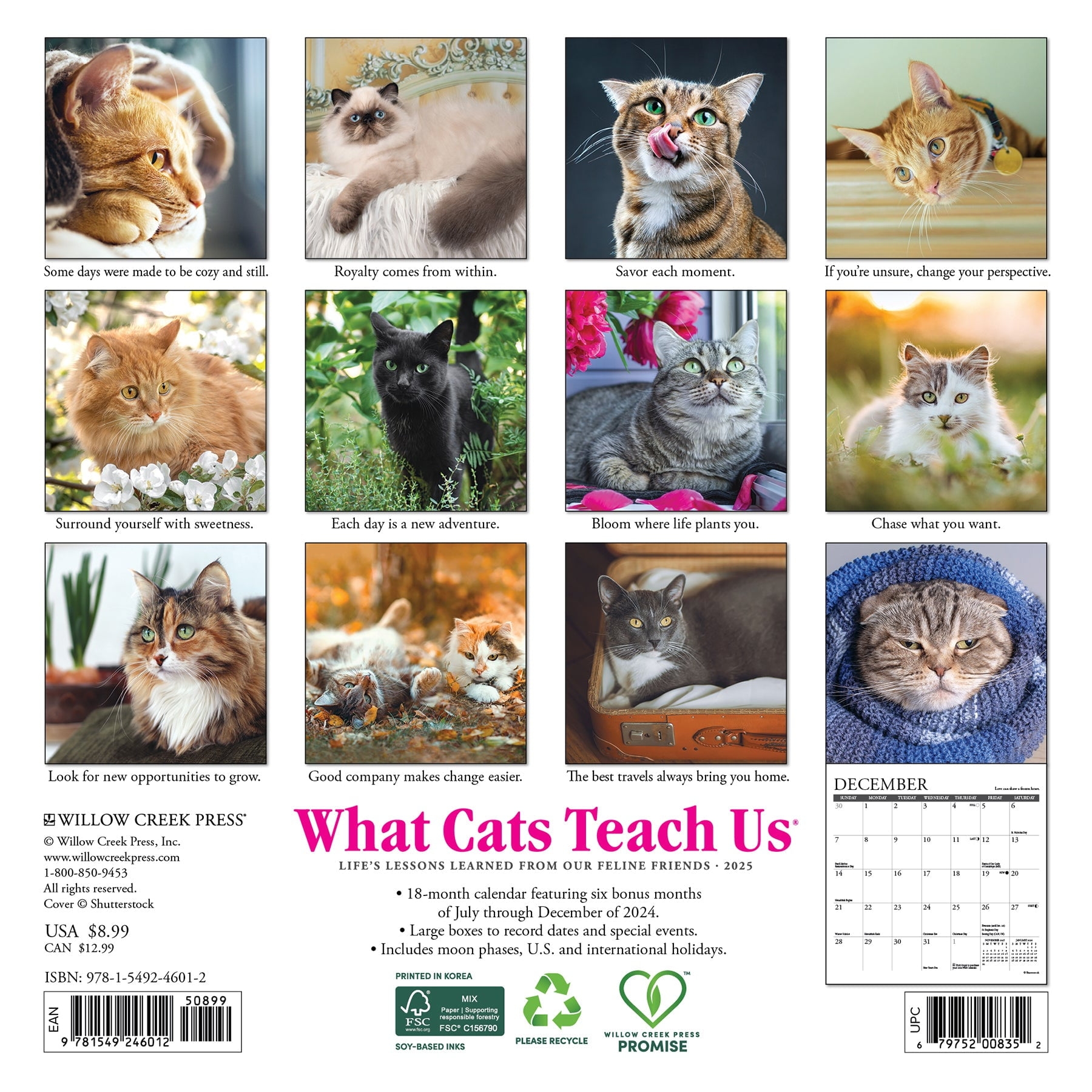 What Cats Teach Us 2025 Mini Wall Calendar Walmart