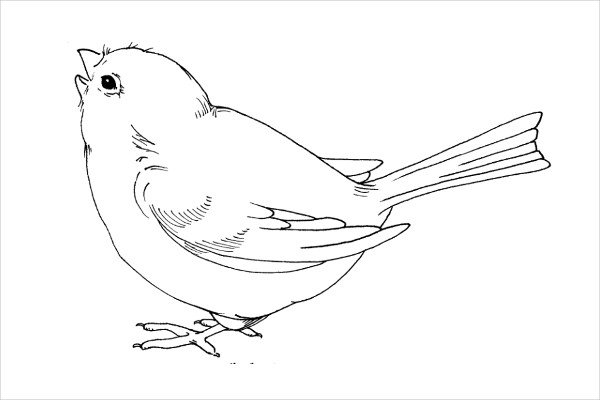 13 Printable Bird Templates Free Sample Example Format Download