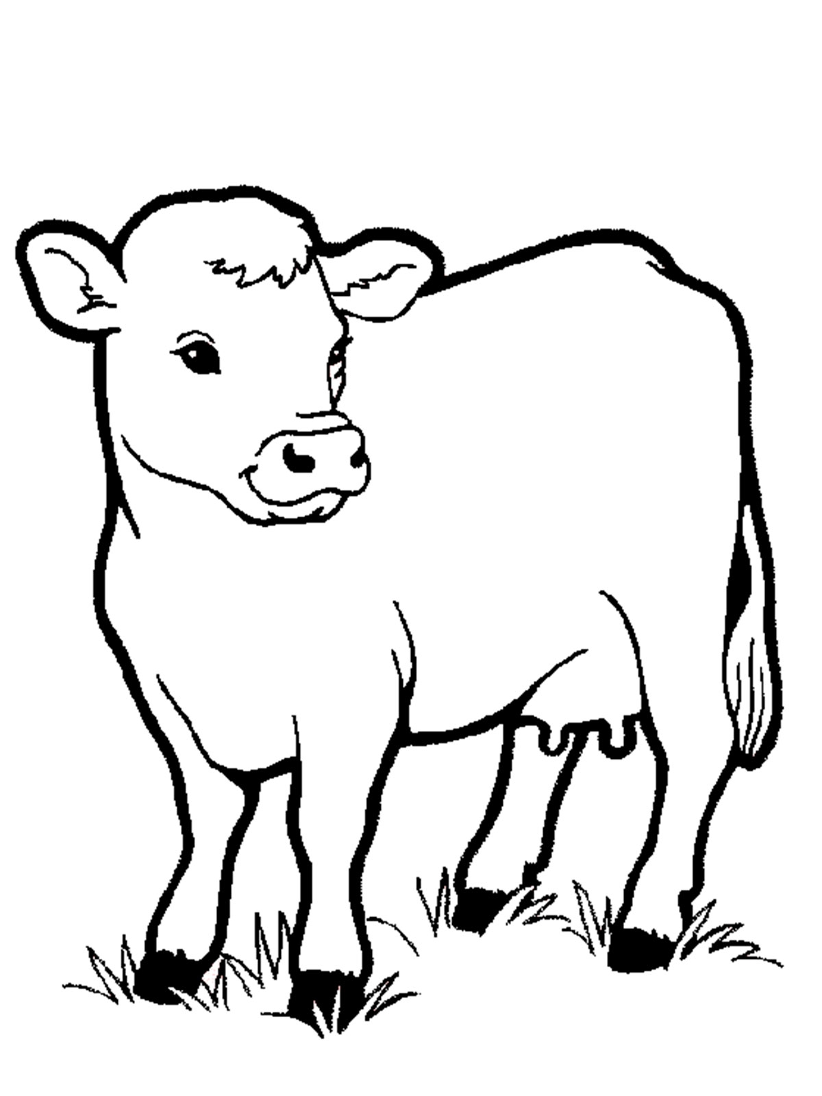 Cow Coloring Pages Printable