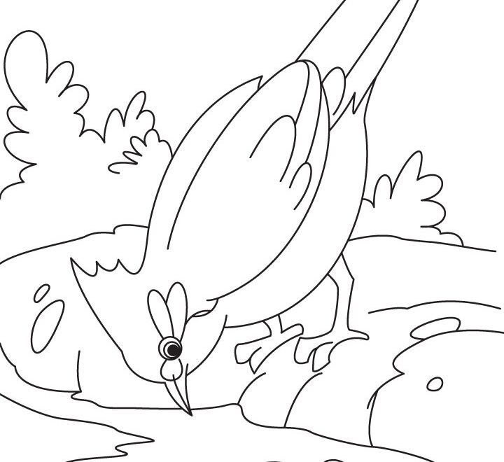 Nightingale Bird Is Drinking Water Coloring Page Download Free