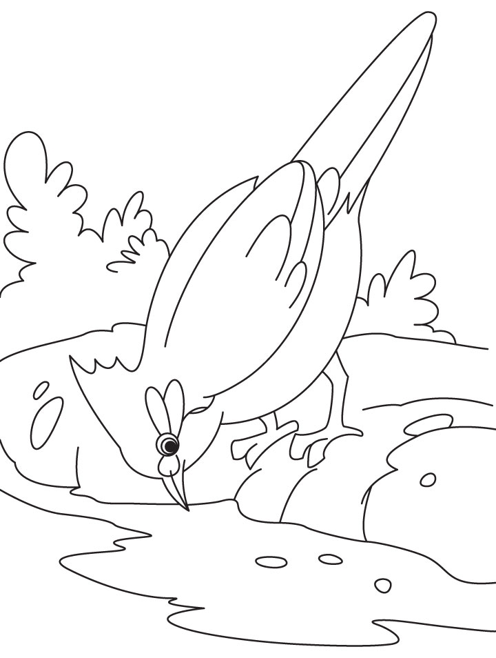 Nightingale Bird Is Drinking Water Coloring Page Download Free 