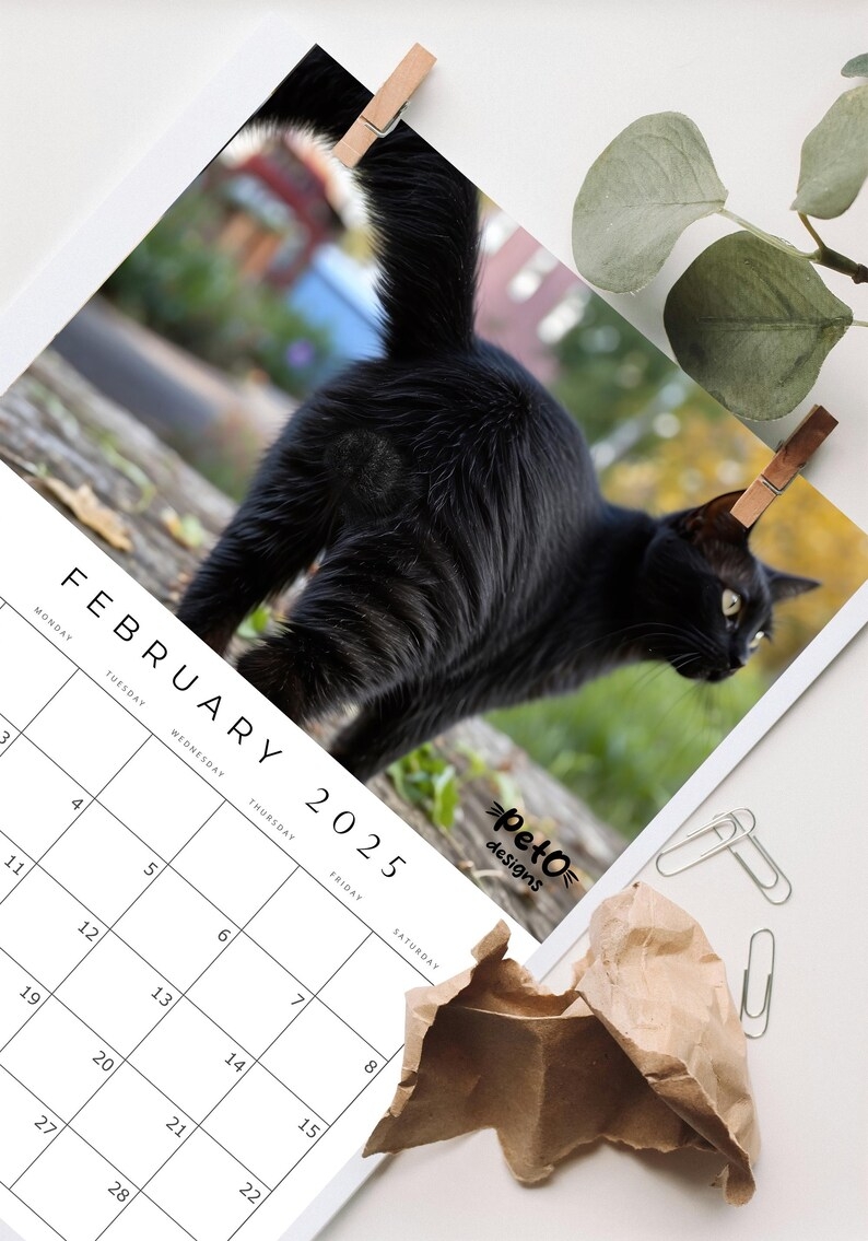 Cat Balls 2025 Funny Cat Calendar For Cat Lovers With Humor Gift For 