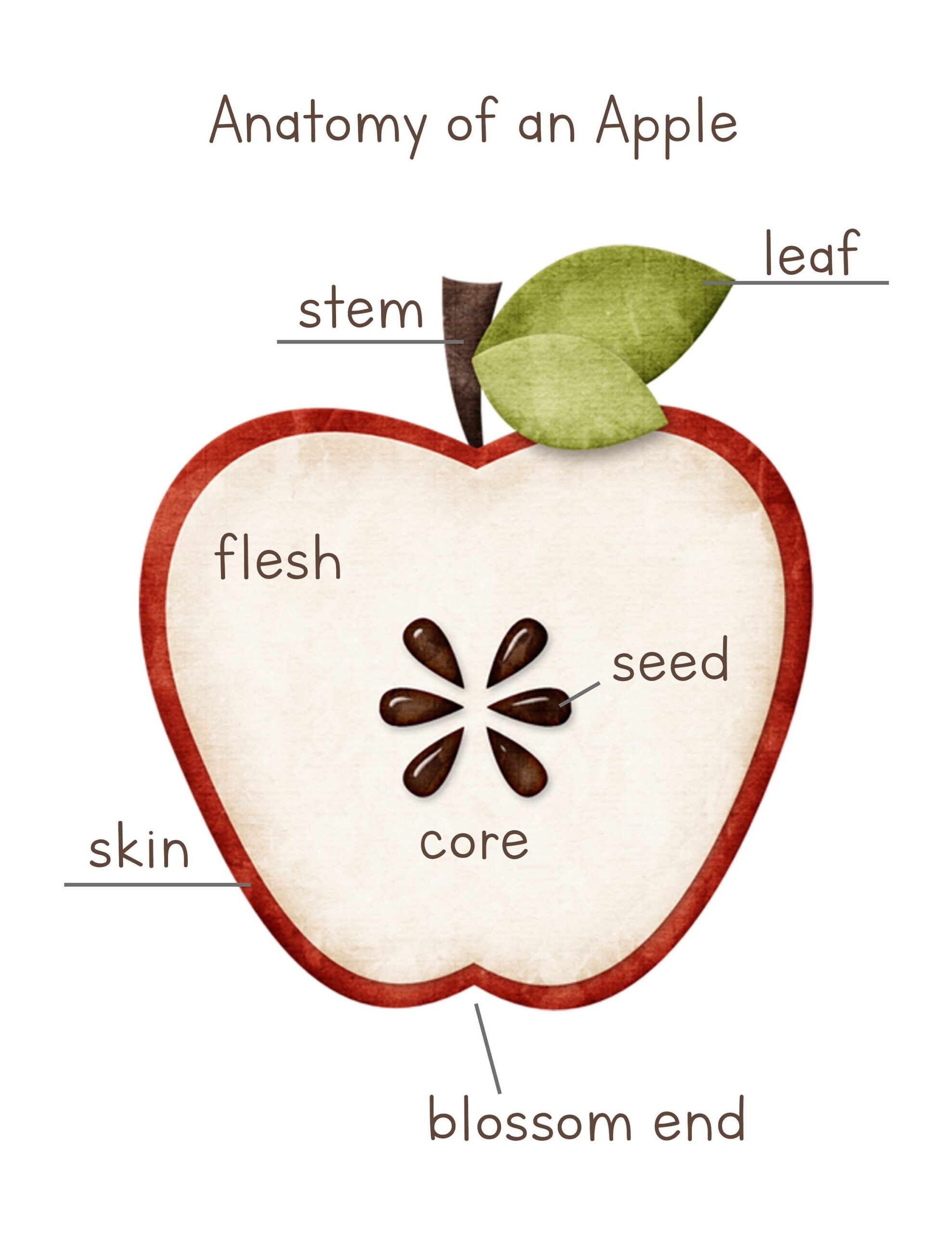 Apple Anatomy Parts Of An Apple Poster Digital Print INSTANT 