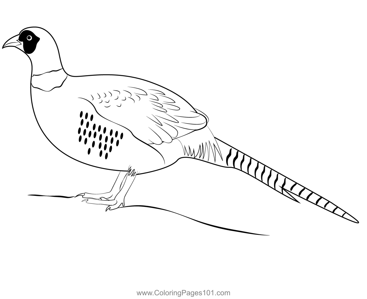 Chinese Ring Necked Pheasant Coloring Page For Kids Free Pheasants 