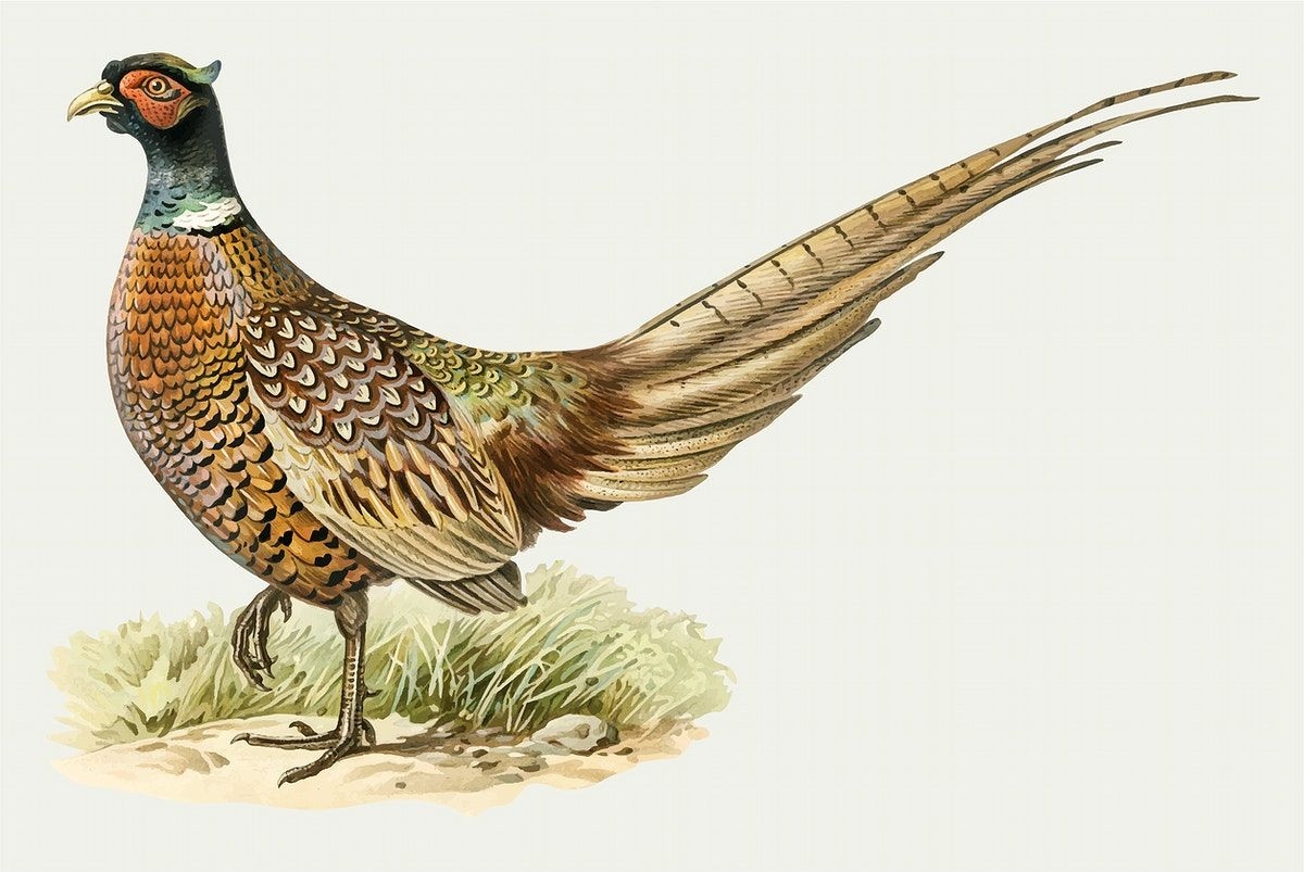 Chinese Ring Necked Pheasant Drawing