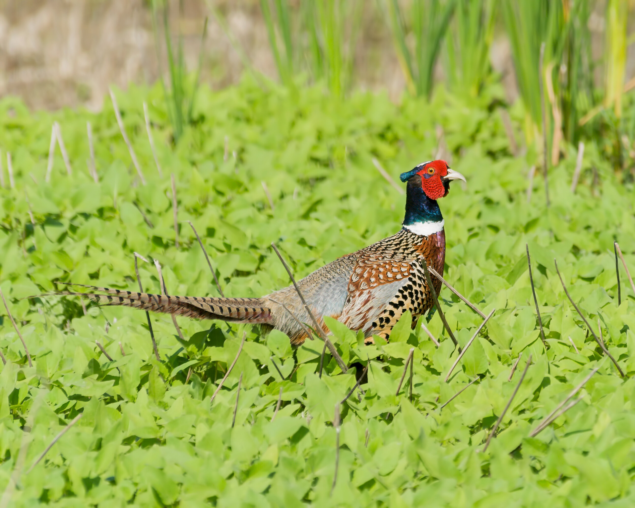 Printable Pics Of Chinese Ringnecked Pheasant