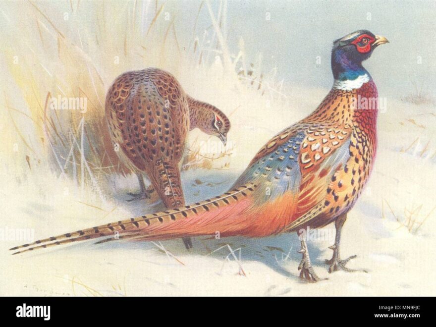 Chinese Ring Necked Pheasant Drawing