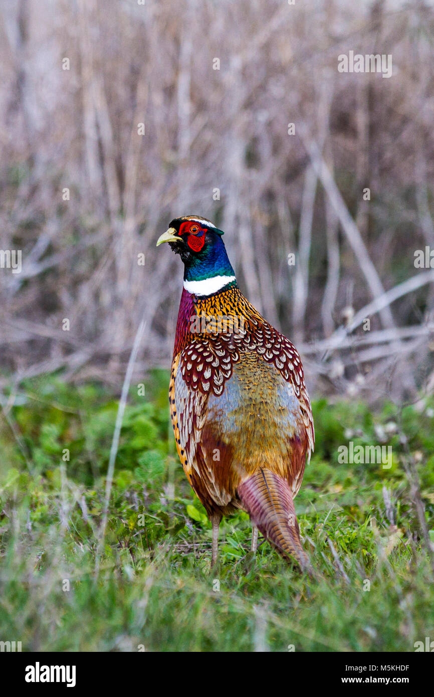 Chinese Ringneck Pheasant Phasianus Colchicus At The Sacramento 