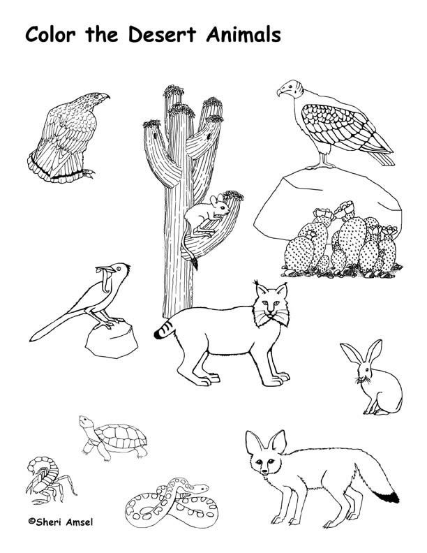 Printable Pictures Of Desert Animals And Plants