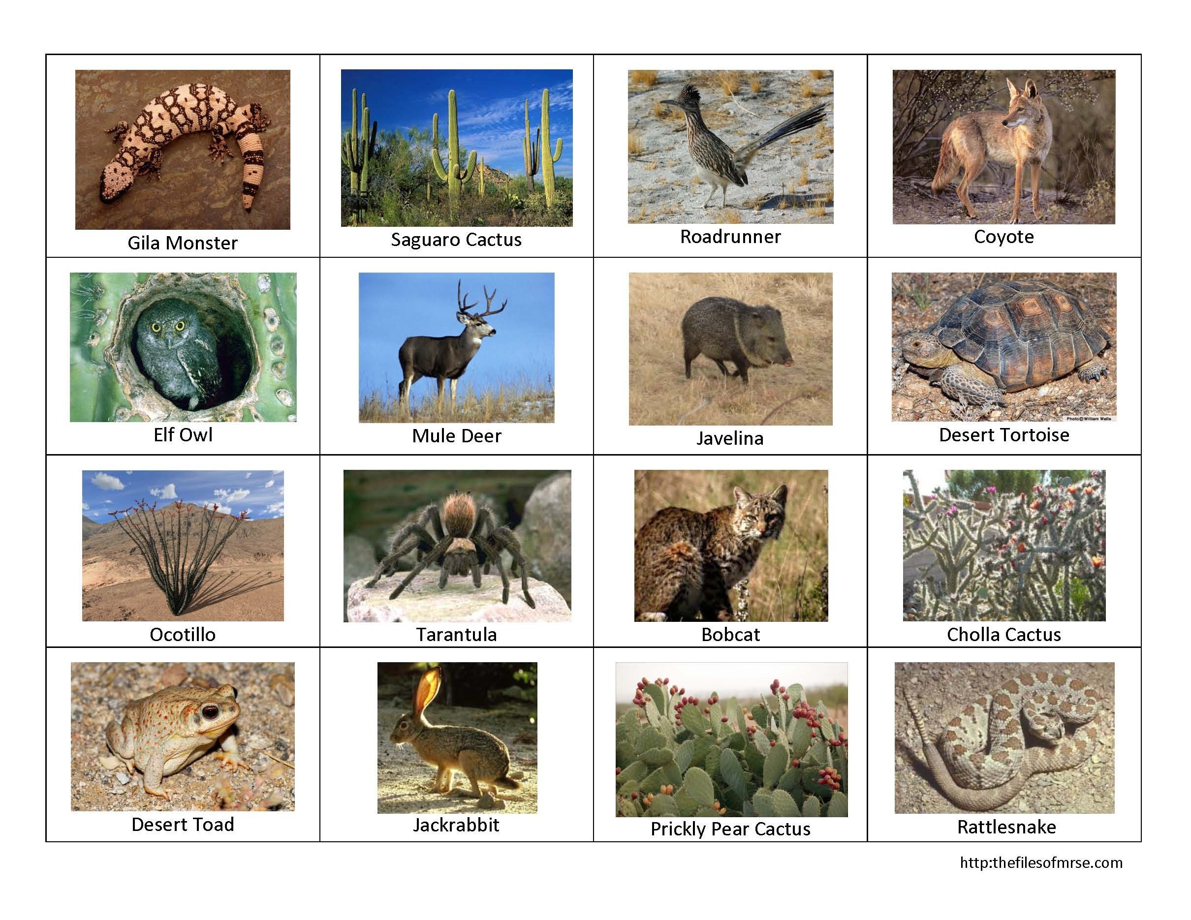 Desert Animals And Plants Images