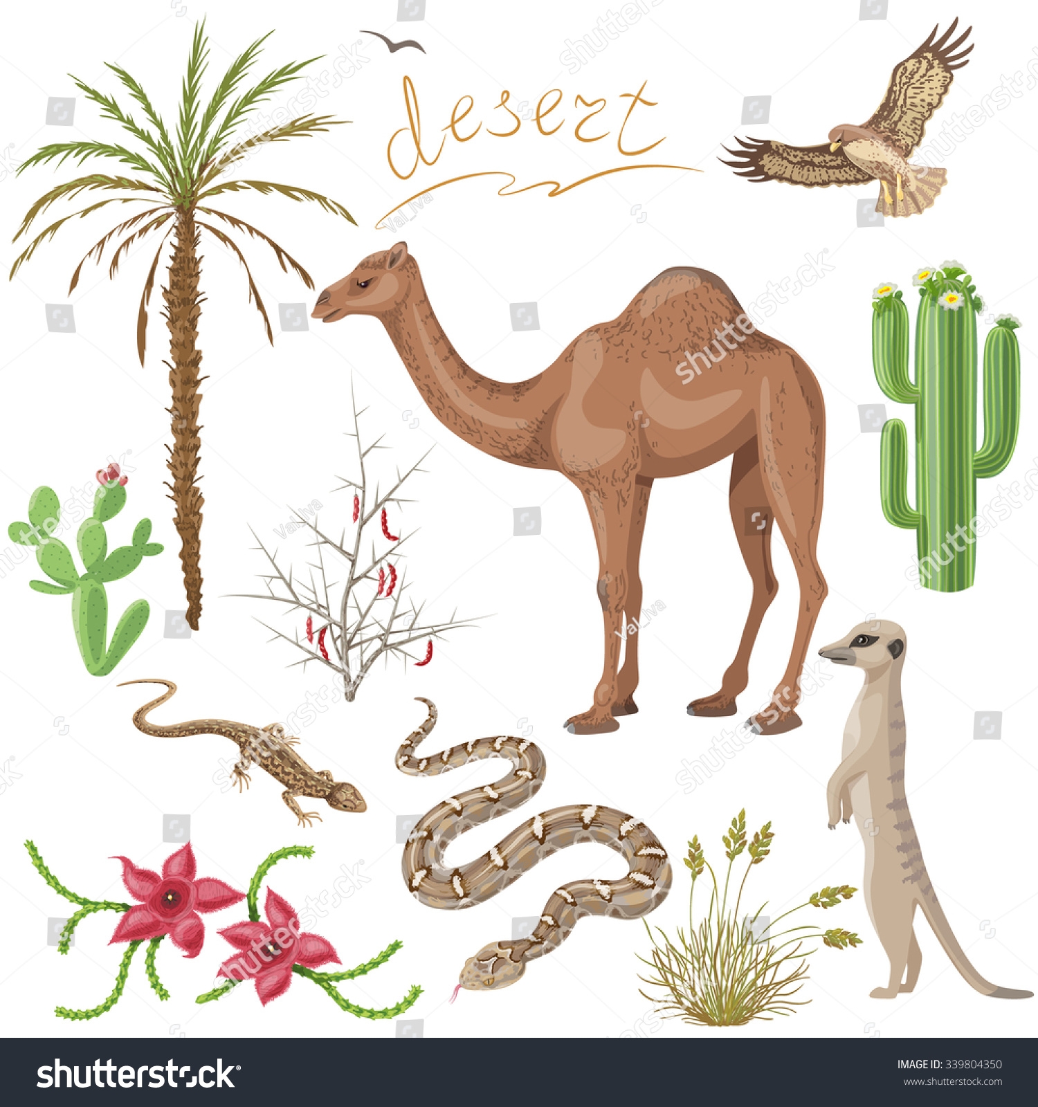 Desert Animals And Plants