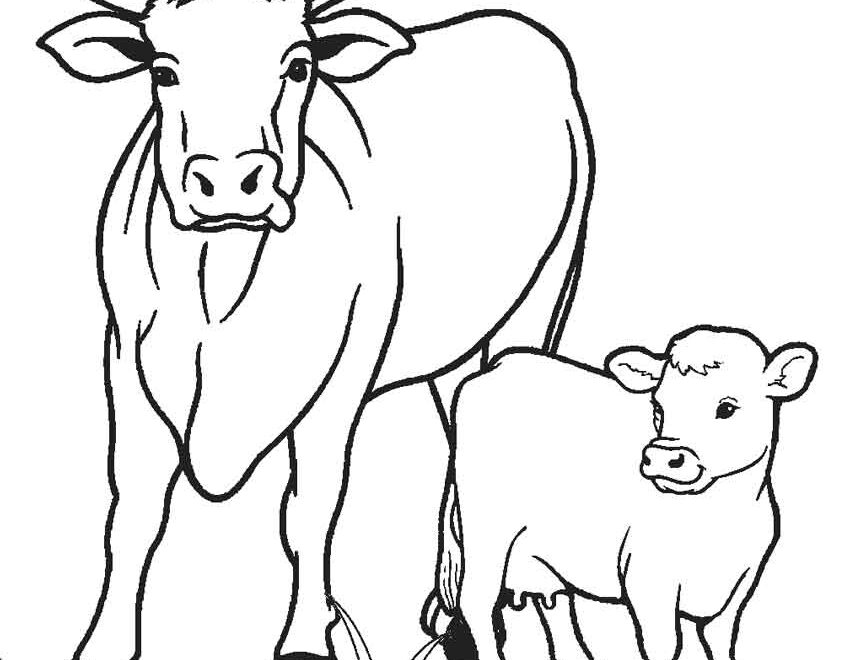 Free Printable Cow Coloring Pages For Kids Cool2bKids