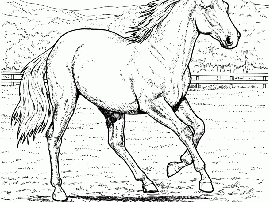 Free Printable Horse Coloring Pages For Kids