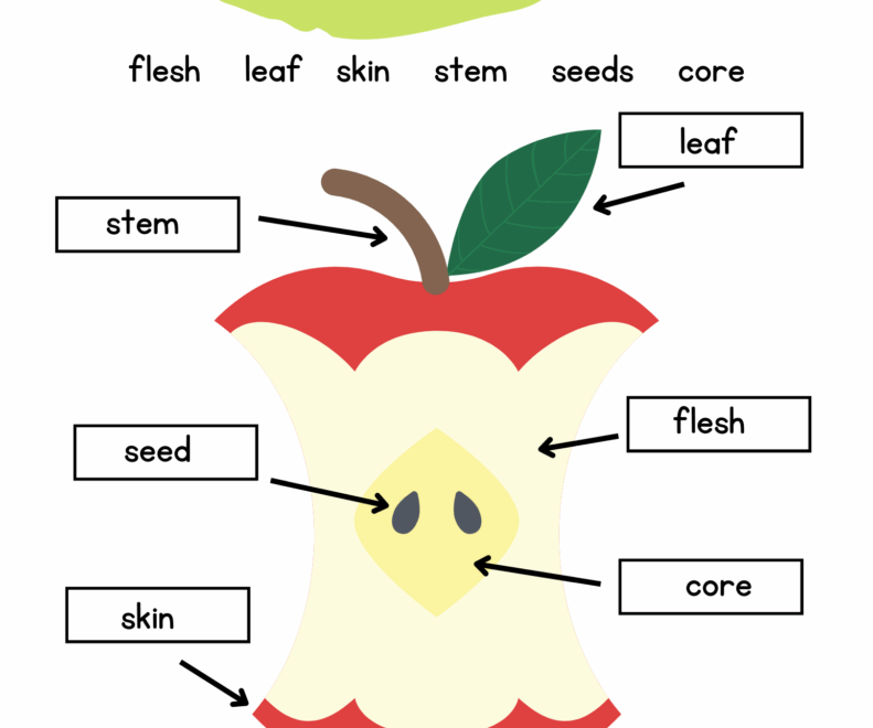 Free Printable Parts Of An Apple Worksheet For Kids A Storybook Day