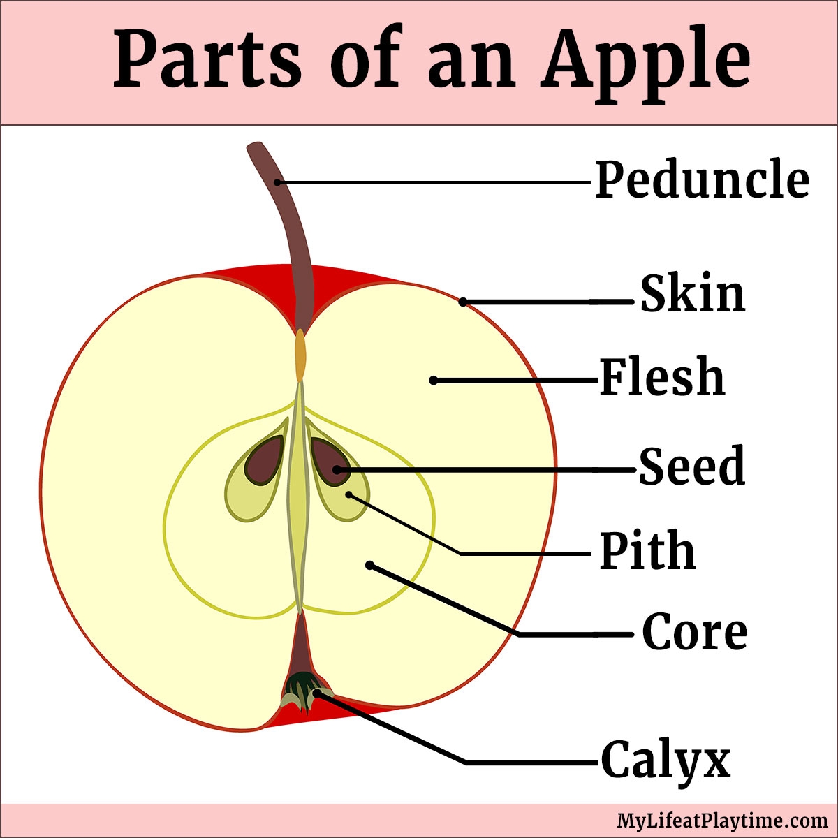 Parts Of An Apple A Guide To Apple Anatomy For Kids