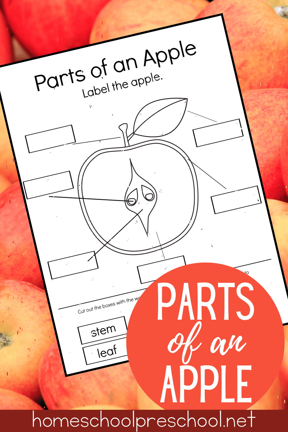 Parts Of An Apple Printable