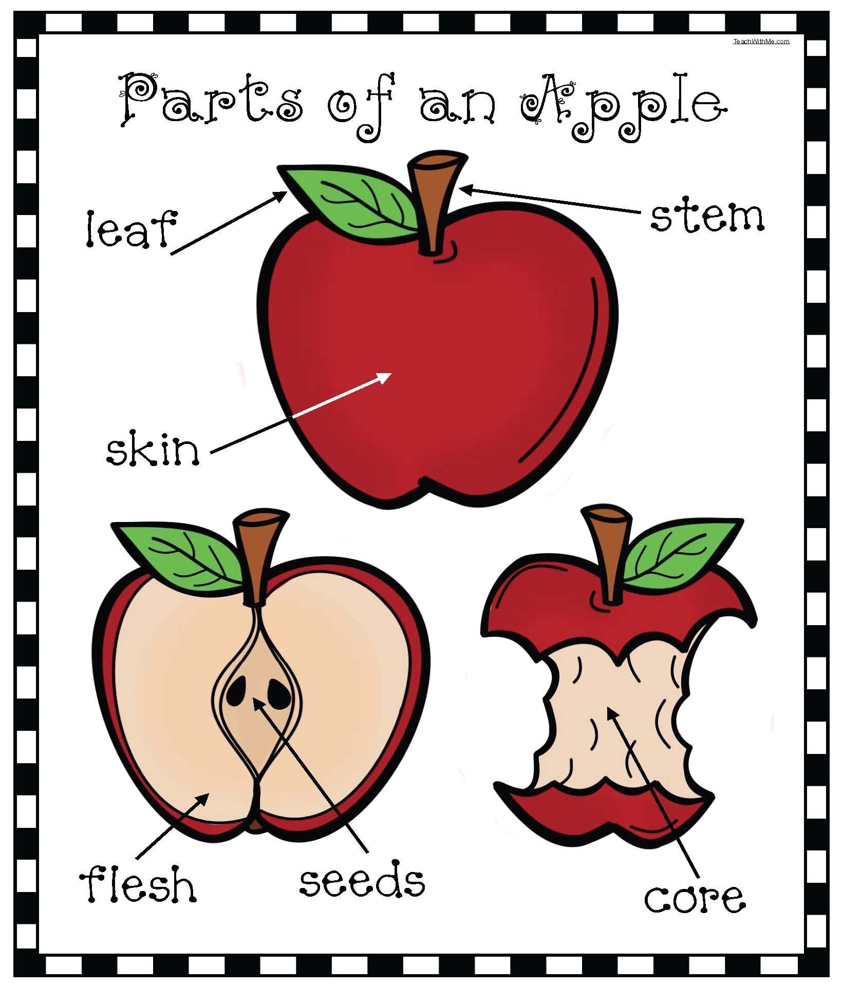 Parts Of An Apple Free Printable