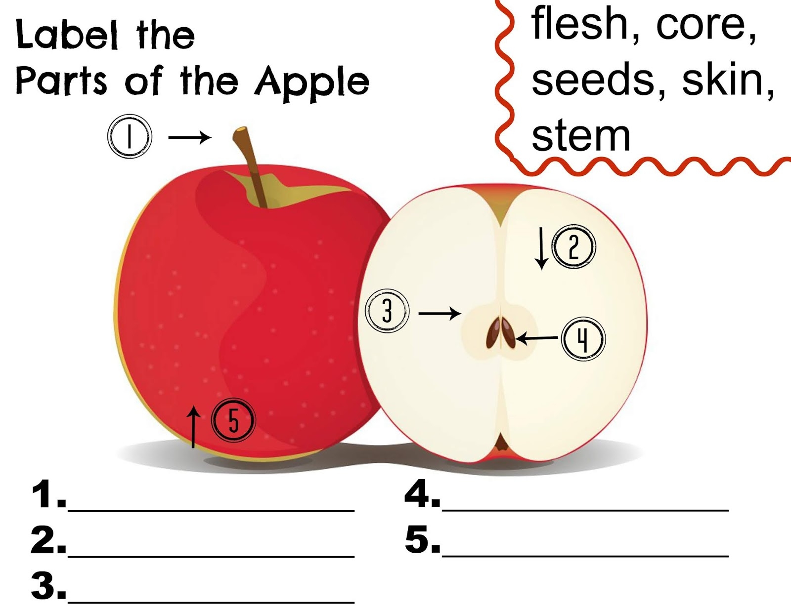 Parts Of An Apple Printable Printable Word Searches