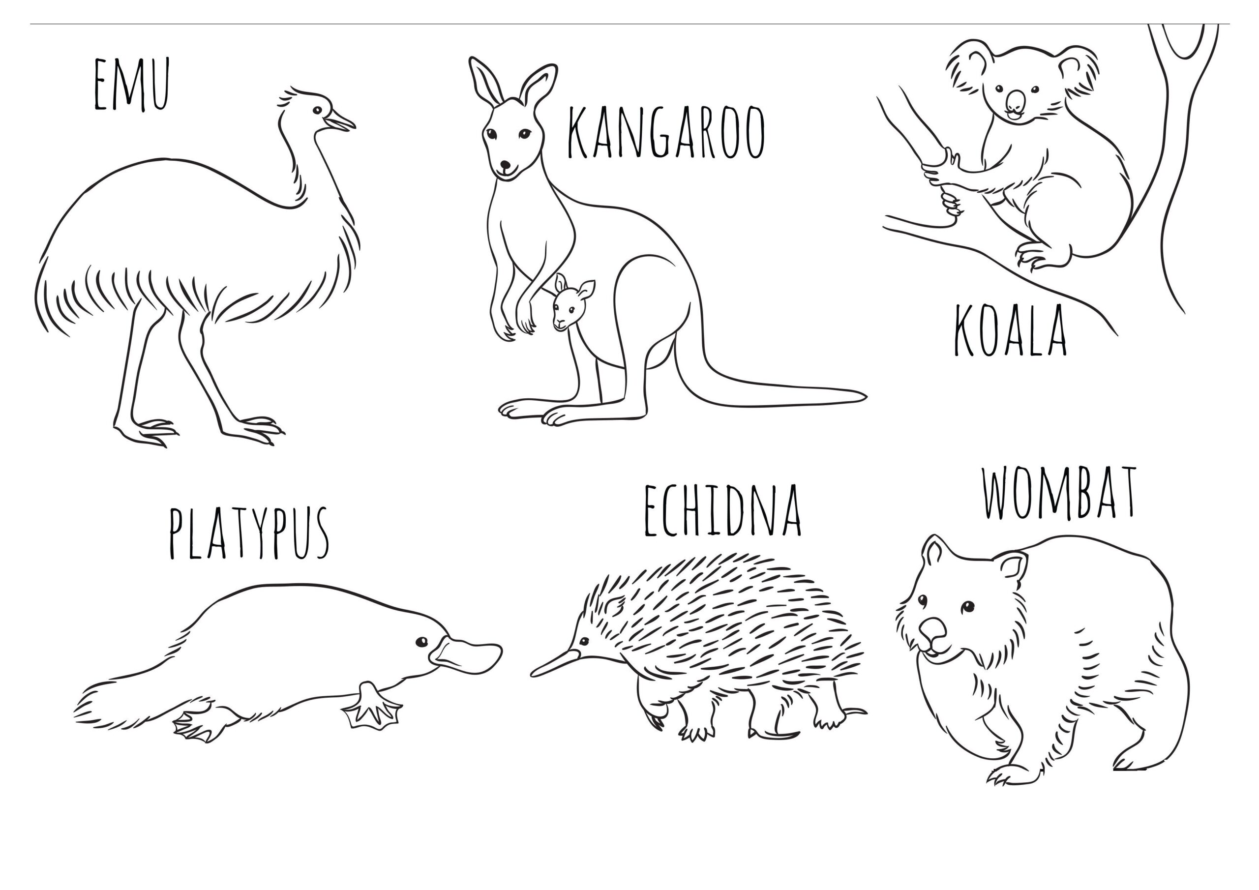 Pictures Of Australian Animals Printable